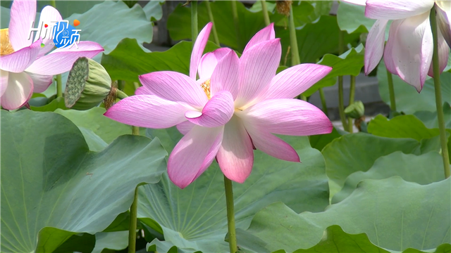 而夏天的精靈——荷花卻是我們與夏道別時最不捨的.