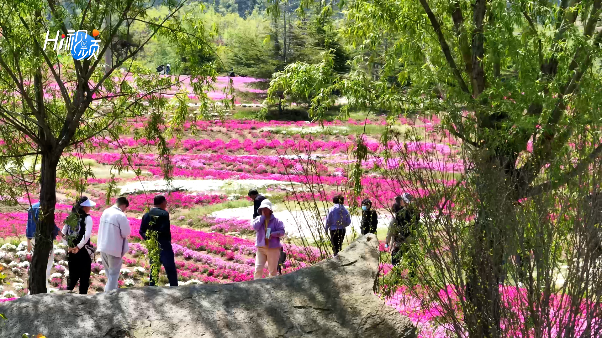 近日,文登网红打卡地——晒字花海迎来游客高峰,大片的芝樱沿着山