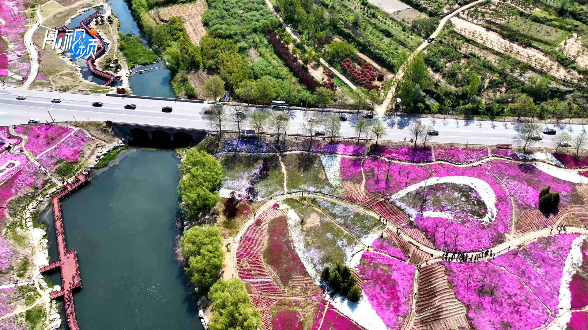 近日,文登网红打卡地——晒字花海迎来游客高峰,大片的芝樱沿着山坡