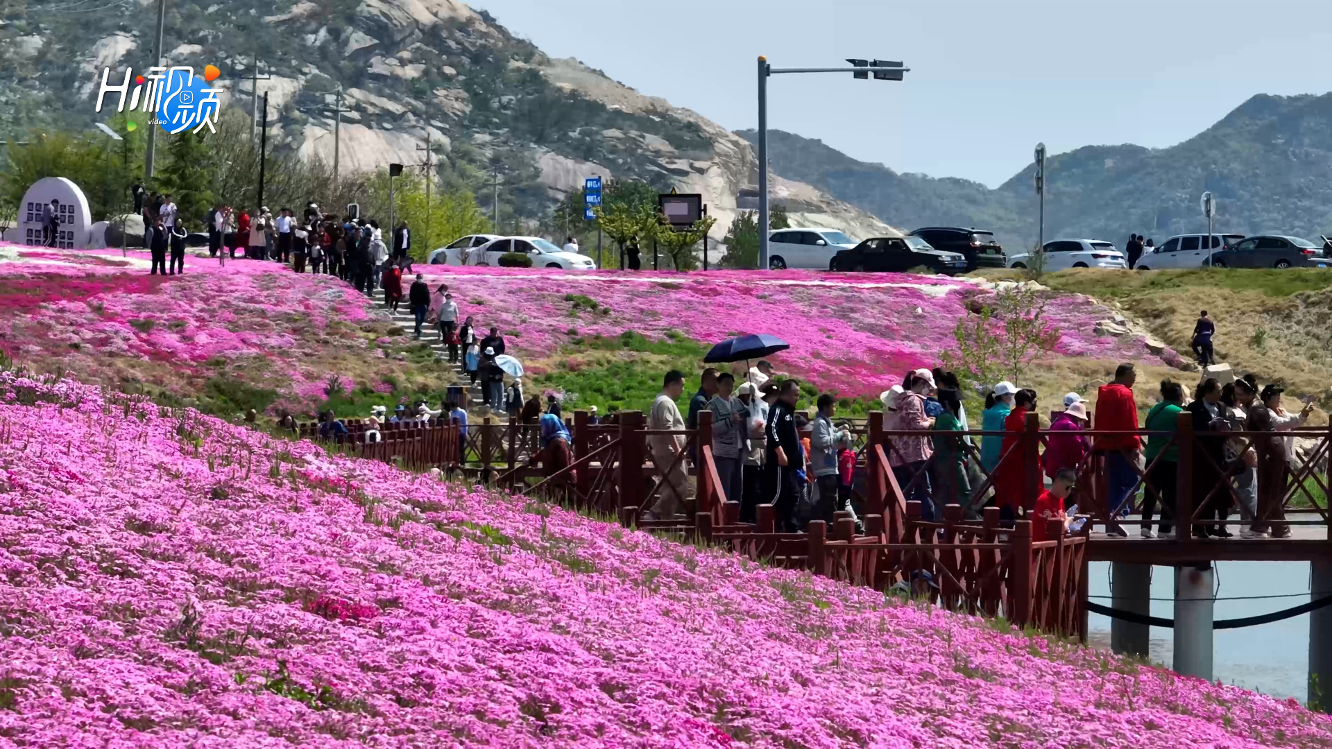 在青山绿水映衬下,芝樱花海美如画卷,吸引了众多游客驻足赏花拍照.